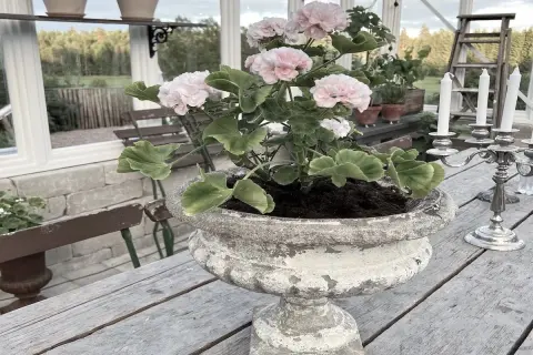 En vacker rosa pelargon i en gammal urnkruka, redo att plantera om efter vintern.