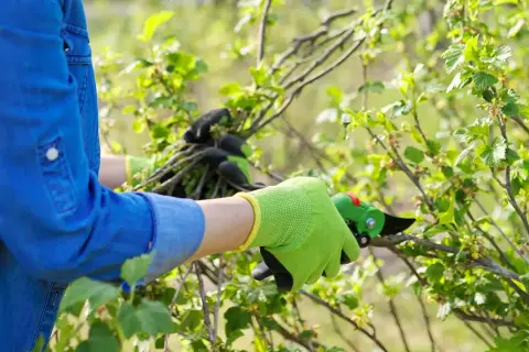 Person mit blauen Hemd und grünen Handschuhen schneidet mit einer Gartenschere Äste eines Johannisbeerstrauchs.