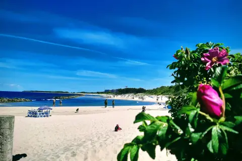 Słoneczne wakacje nad Bałtykiem. Piękny, błękitny dzień na piaszczystej plaży, z kwitnącym dziką różą w tle.