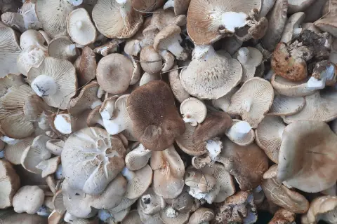 Un montón de setas de cardo, algunas con sombreros anchos y otras más pequeñas, listas para ser cocinadas.