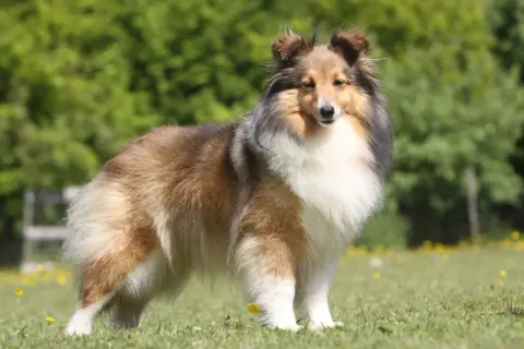 Ein wunderschöner Aussie Sheltie Mix steht stolz auf einer grünen Wiese mit gelben Blumen. Sein Fell ist lang und buschig, in Braun-, Schwarz- und Weißtönen.