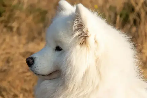 Piękny samojed, białe futro lśni w słońcu. Zastanawiasz się nad samojed cena?