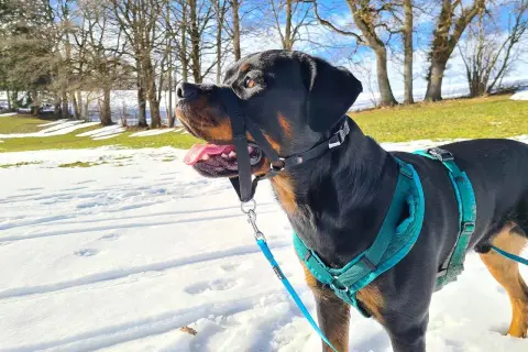 Ein Rottweiler mit Halti und Geschirr steht im Schnee. Die Sonne scheint, Bäume und eine Wiese im Hintergrund.