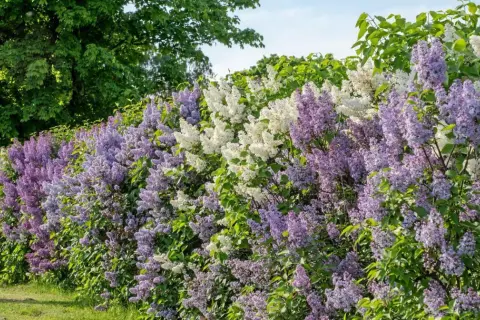En häck av lila och vita syrener blommar frodigt. Rotskott syren sprider sig och skapar en vacker, doftande mur.