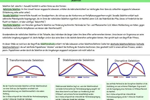 Grafiken illustrieren die Charles Darwin Evolutionstheorie: transformierende, stabilisierende und disruptive Selektion, die die Anpassung von Lebewesen beeinflussen.