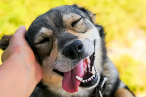 Un perro feliz con la boca abierta y la lengua fuera, mientras una mano le acaricia la cabeza. Una imagen que te ayuda a saber si tu perro te quiere.