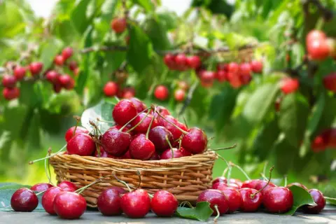 Un panier débordant de cerises rouges juteuses, parfaites pour savoir quand tailler un cerisier. Les fruits brillent sous le soleil, prêts à être dégustés.
