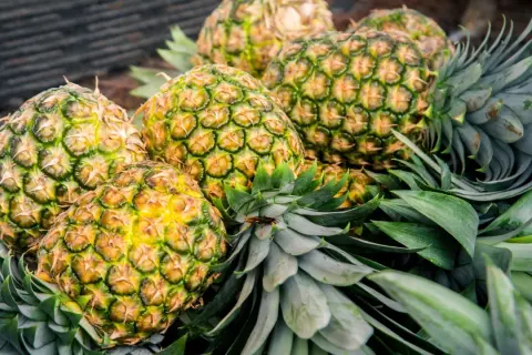 Ananasy, źródło bromelainy na stawy. Ich soczyste wnętrze i zielone liście kryją naturalne wsparcie dla Twoich stawów.