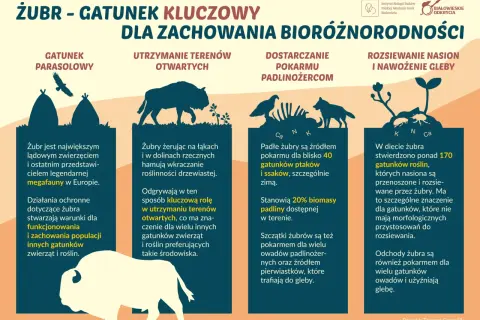 Żubr, największy ssak Europy, odgrywa kluczową rolę w ekosystemie. Jego dieta to ponad 170 gatunków roślin, a jego obecność wpływa na bioróżnorodność.