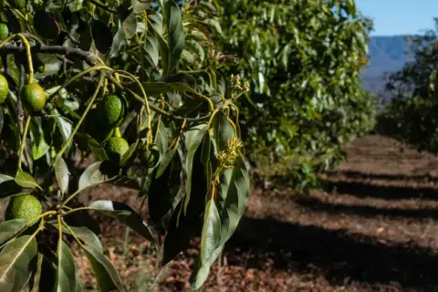 Cuando plantar aguacate para asegurar un crecimiento exitoso