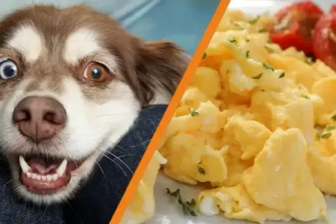 Czy pies może jeść jajecznicę? Sprawdź, co musisz wiedzieć!