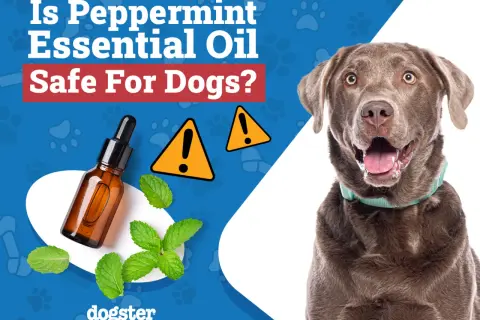 Is peppermint oil safe for dogs? A curious dog looks on as a bottle of essential oil and mint leaves are shown with warning signs.