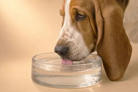 Un Basset Hound con orejas largas bebe agua de un cuenco transparente. Mi perro bebe mucha agua, ¡necesita mantenerse hidratado!