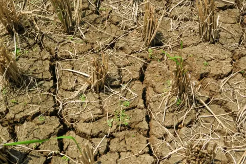 Terreno arido e screpolato, residui secchi di raccolto e qualche timida piantina verde. La stanchezza del terreno è evidente, un paesaggio che attende la pioggia.