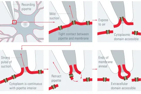 Schema der Patch-Clamp-Technik: Zell-angeheftete, Ganzzell-, Inside-out- und Outside-out-Aufnahme.