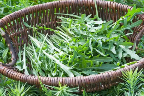 Frisch geernteter Rucola liegt in einem rustikalen Weidenkorb, bereit für die Küche.