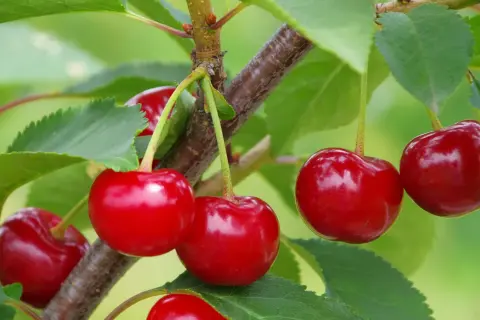 Saftige, gelb-rote Kirschen reifen am Ast, umgeben von grünen Blättern.