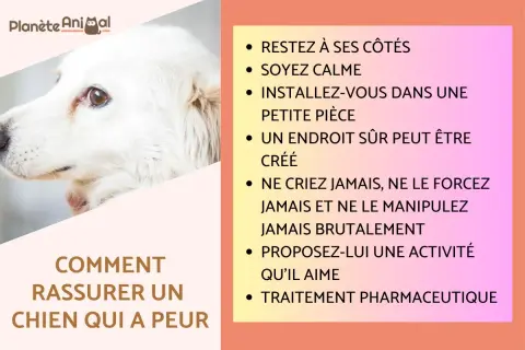 Conseils pour comment rassurer un chien qui a peur : restez calme, créez un endroit sûr, ne forcez jamais. Un chien effrayé a besoin de douceur.