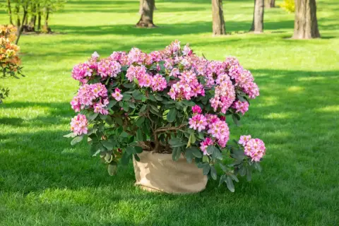 Ein blühender Rhododendron im Sack, bereit zum Rhododendron umpflanzen in den sonnigen Garten.