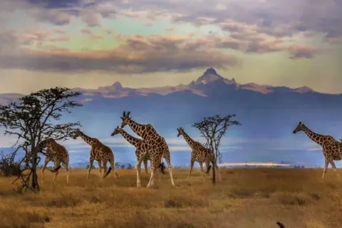 Ile naprawdę kosztuje lot do Kenii? Sprawdź, jak zaoszczędzić na biletach!