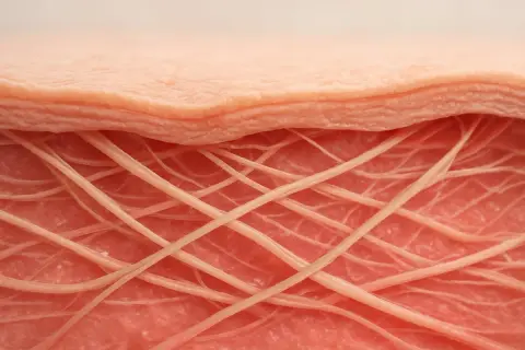 Närbild på hudlager med kollagenfibrer. Kollagen i mat kan bidra till hudens elasticitet.
