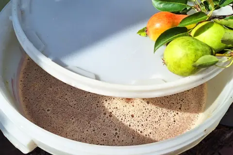 Fermentujący moszcz gruszkowy w wiadrze, z gałązką świeżych gruszek na brzegu. Powstaje pyszne wino z gruszek.