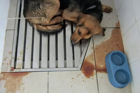 Un chien malade, peut-il guérir de la parvovirose ? Ce chiot, allongé sur une grille, semble faible. Des taches rouges au sol suggèrent une maladie grave.