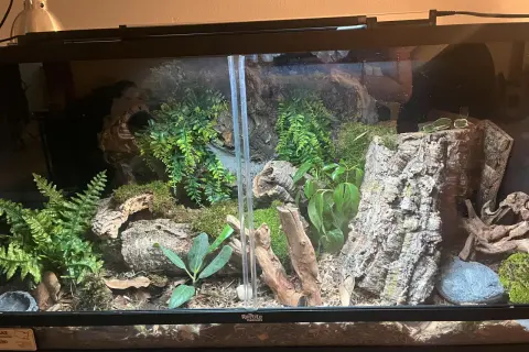 Jak przygotować korzeń do terrarium, aby uniknąć błędów i zagrożeń