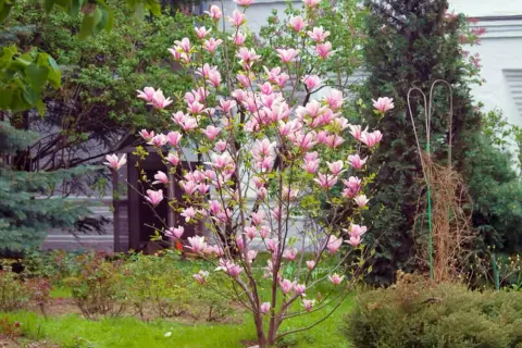 Kwiaty magnolii zachwycają, pokazując, jak szybko rośnie magnolia. Wiosenny ogród pełen różowych pąków.