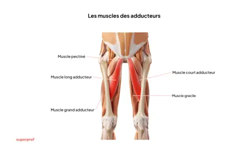 Anatomie des muscles de l'aine, montrant le muscle pectiné, long adducteur, court adducteur, grand adducteur et gracile, essentiels pour l'**étirer adducteur**.
