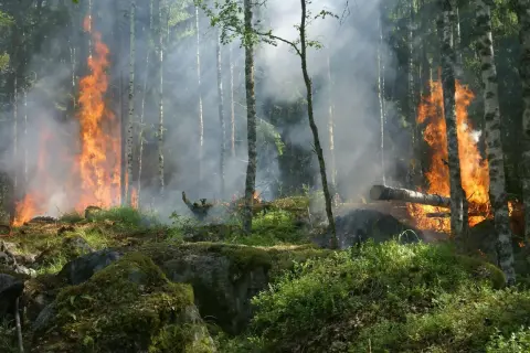 Płonący las, dym i ogień wśród drzew. To przerażające skutki zmiany klimatu, które niszczą naszą planetę.