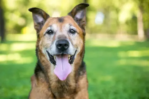 Un chien âgé, aux poils gris autour des yeux, sourit avec sa langue rose pendante. Sa sénilité canine ne l'empêche pas d'être heureux.