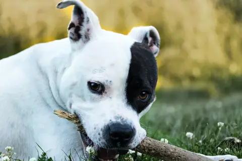 Un perro blanco y negro, un ejemplo de los tipos de American Stanford, mastica una rama en el césped.