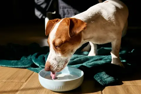 Ein braun-weißer Hund trinkt genüsslich Buttermilch aus einer blauen Schüssel auf einer grünen Decke.