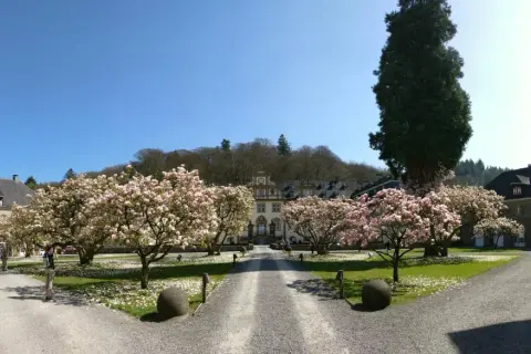 Blühende Magnolien vor historischem Gebäude. Vielleicht finden heute hier Veranstaltungen in Engelskirchen statt.
