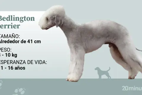 Perro Bedlington Terrier de perfil, con información sobre tamaño, peso y esperanza de vida.