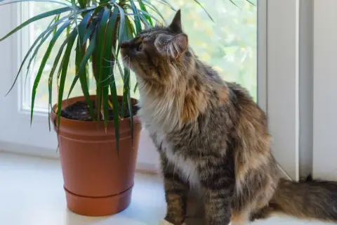 Puszysty kotek ciekawie wącha dracenę. Czy dracena jest trująca dla zwierząt? Warto to sprawdzić, zanim kotek spróbuje liści.