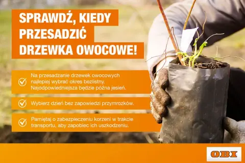 Sprawdź, kiedy przesadzić drzewka owocowe. Najlepsza pora to późna jesień, bez przymrozków.