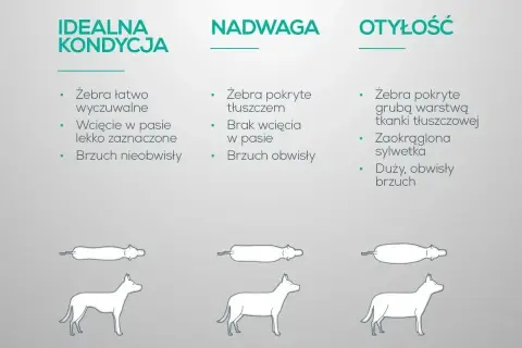 Ilustracja pokazuje trzy sylwetki psów: idealna kondycja, nadwaga i otyłość. Nadwaga u psa objawia się brakiem wcięcia w pasie i obwisłym brzuchem.