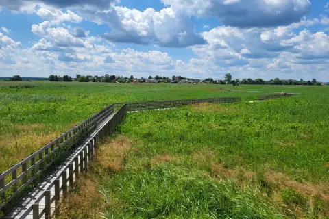 Drewniana kładka wśród zielonych łąk, prowadząca w stronę zabudowań widocznych w oddali. To malowniczy krajobraz w okolicach **Narew miasto**.
