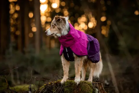 Ein Hund im bunten Mantel steht im Wald. Der Wind weht ihm durchs Fell, während er aufmerksam in die Ferne blickt.