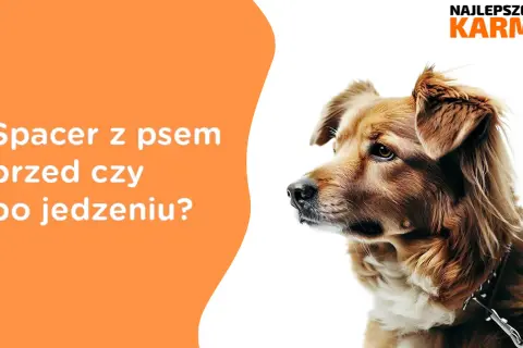 Kiedy wychodzić z psem na spacer przed czy po jedzeniu, aby uniknąć problemów zdrowotnych