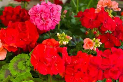 Kwitnące pelargonie w kolorach czerwonym, różowym i łososiowym, z zielonymi liśćmi.