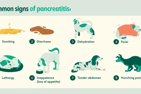 Common signs of pancreatitis in dogs include vomiting, diarrhea, dehydration, fever, lethargy, inappetence, tender abdomen, and hunching.