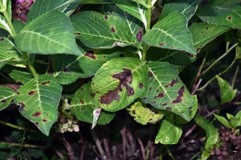 Feuilles d'hortensia atteintes de taches brunes, signe d'une maladie. Les feuilles vertes sont parsemées de marques sombres, certaines coalescent.