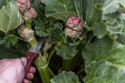En hand med kniv skär i rabarberplantans blomställningar. Efter midsommar kan rabarber bli giftiga, så det är dags att skörda stjälkarna.