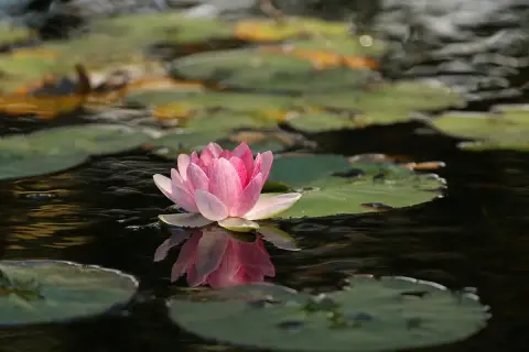 Una flor de loto rosa emerge del agua, reflejando su belleza. Su flor de loto significado espiritual es de pureza y renacimiento.