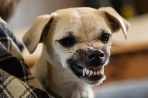 A small tan dog with its mouth open, showing sharp teeth. It looks like it's asking, "Do dogs smile?
