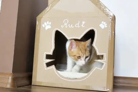 Kartonowy domek dla kota: Zrób to sam! Prosty poradnik DIY
