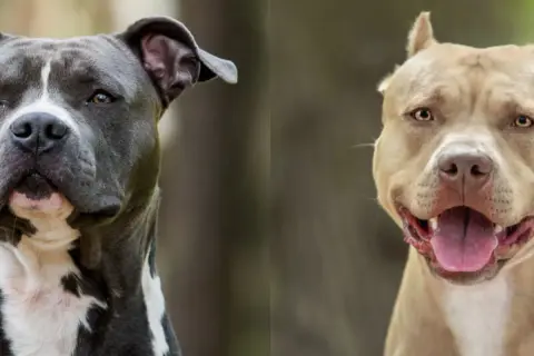 Dwa psy, amstaff i pitbull, patrzą w obiektyw. Jeden jest szary z białymi znaczeniami, drugi beżowy.